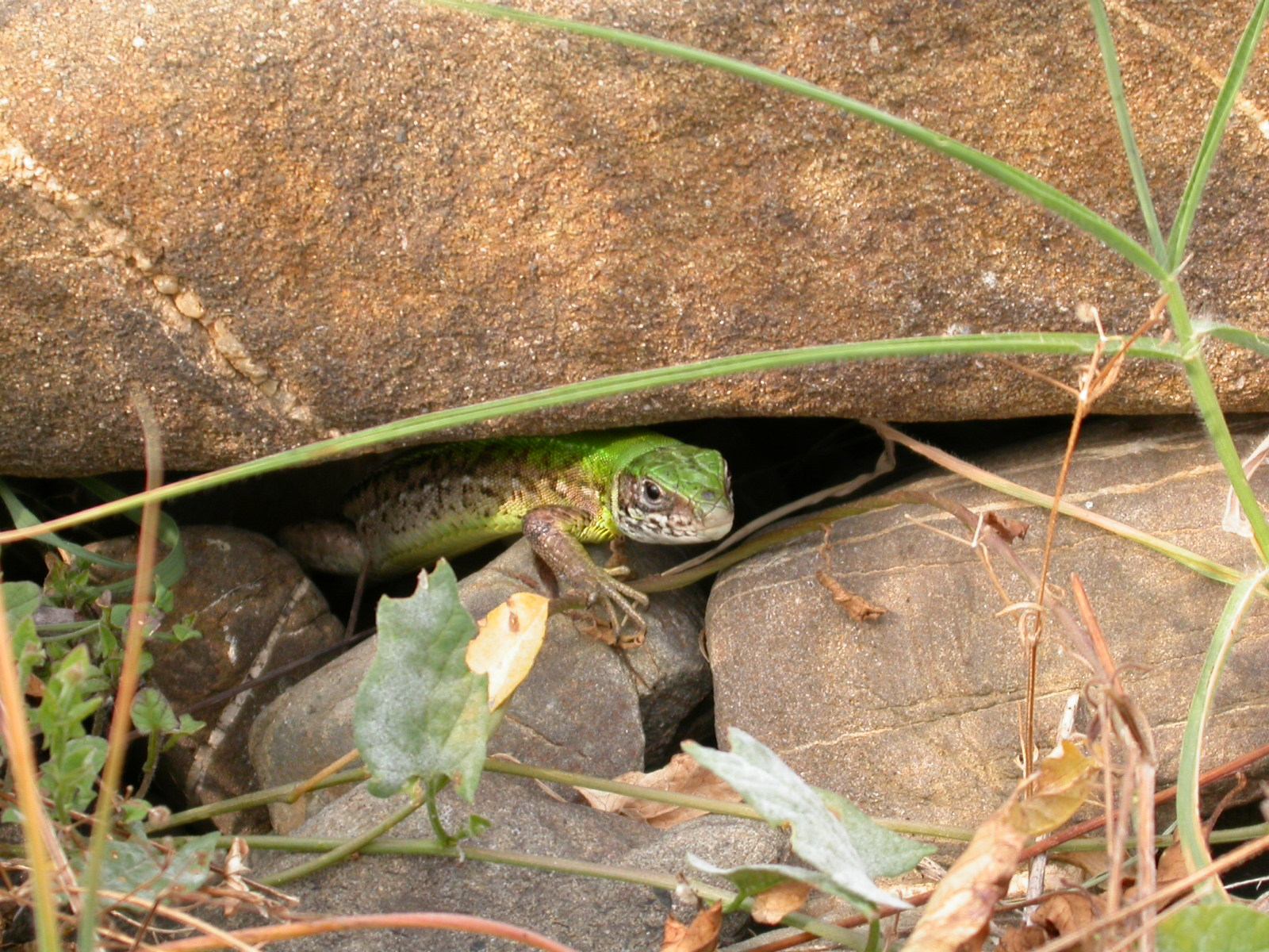 Yeşil Kertenkele, Zümrüt Kertenkele - Lacerta viridis